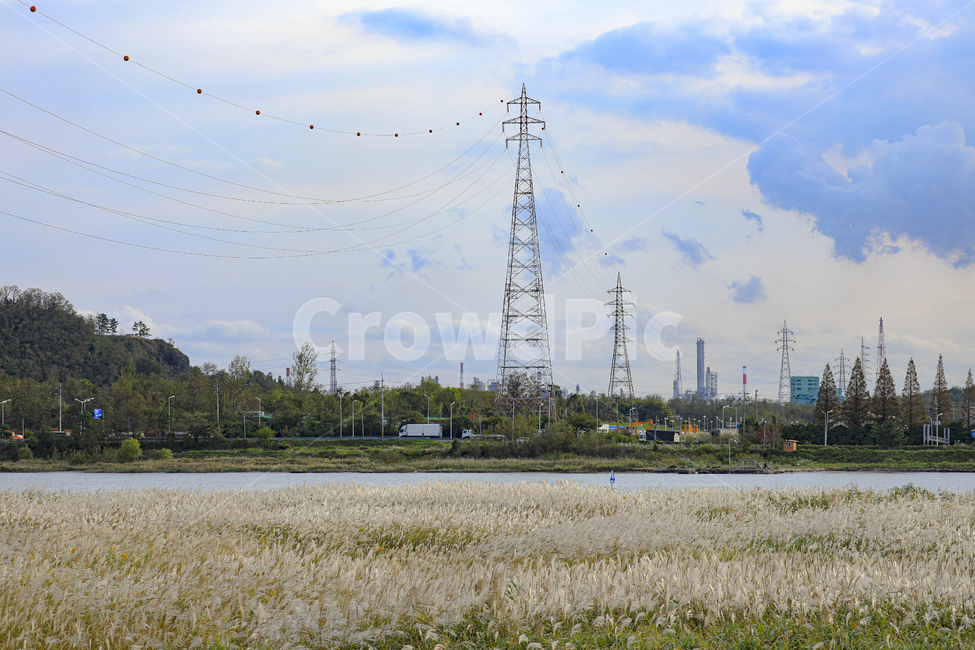 cable,케이블,powerlines,전력선,flamegrass,태화강,강,river,electrictransmissiontower,송전탑,갈대,가을,억새,억새밭,갈대밭,억새군락지,silvergrassfield,fall,식물,reed,silvergrass,fieldofreeds,에너지산업,energy industry