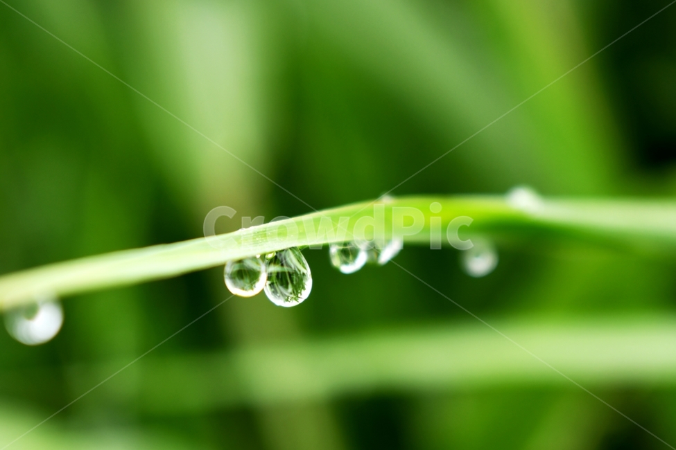 아침이슬,풀잎이슬,이슬,물방울,풀잎,작은물방울,droplet,감성,향수,식물,자연,plants,nature