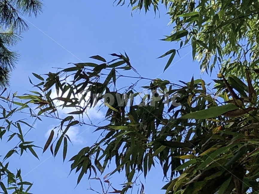 plant,식물,대나무,하늘,구름,식물,자연,plants,nature