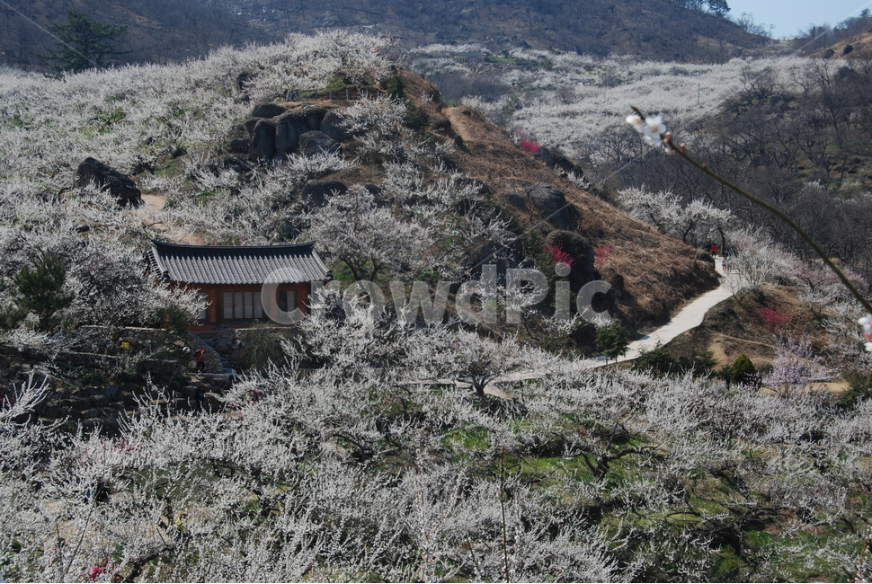 청매실,농원,봄,자연,휴양지,봄,계절,spring,season,자연,풍경,nature,landscape,한국자연풍경,한국자연경관,korea nature landscape,outdoors,옥외,slope,경사