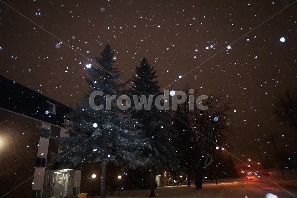 눈,함박눈,겨울밤,밤,겨울,캐나다,겨울,계절,winter,season,야경,밤,풍경,nightscape,night,landscape,nature,자연,outdoors,옥외