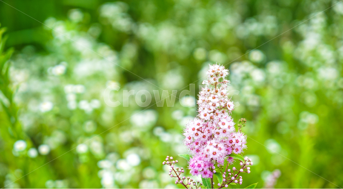 꽃,들,들꽃,자연,식물,개망초,식물,자연,plants,nature,꽃,flower