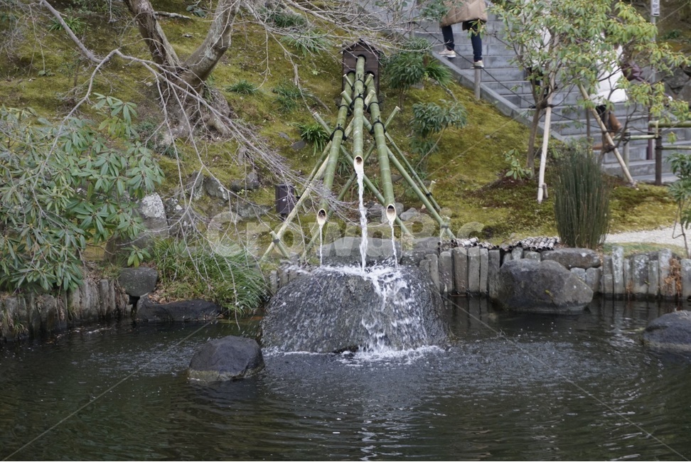 일본,자연,대나무,호수,japan,nature,bamboo,lake,도쿄,tokyo,자연,풍경,nature,landscape,water,물,outdoors,옥외