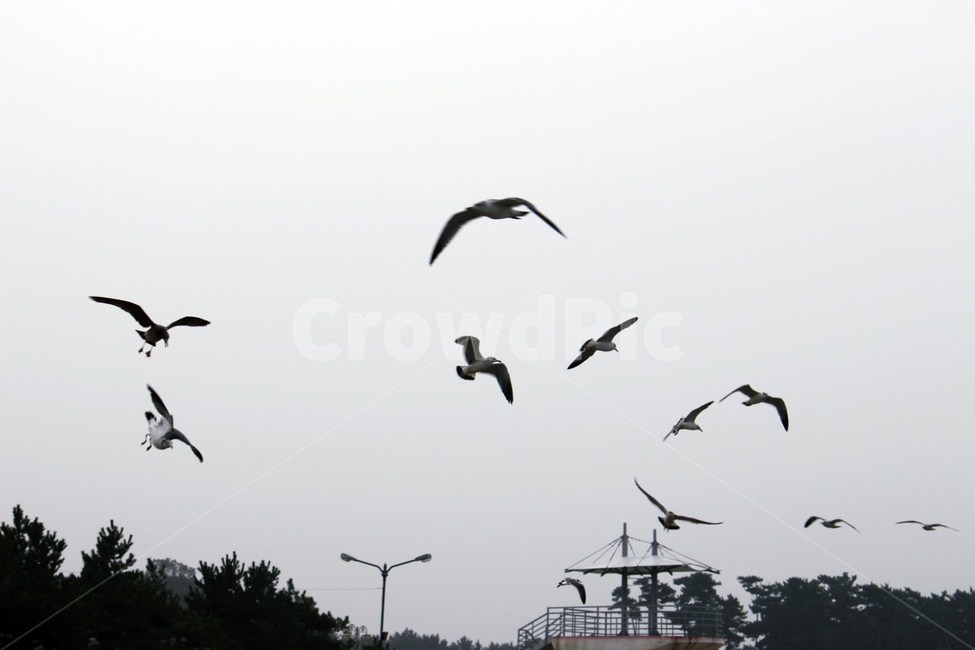 바다,갈매기,하늘,해변,해안,자연,풍경,nature,landscape,해변,바다,beach,sea,동물,animal,조류,새,birds,flying,나는,bird