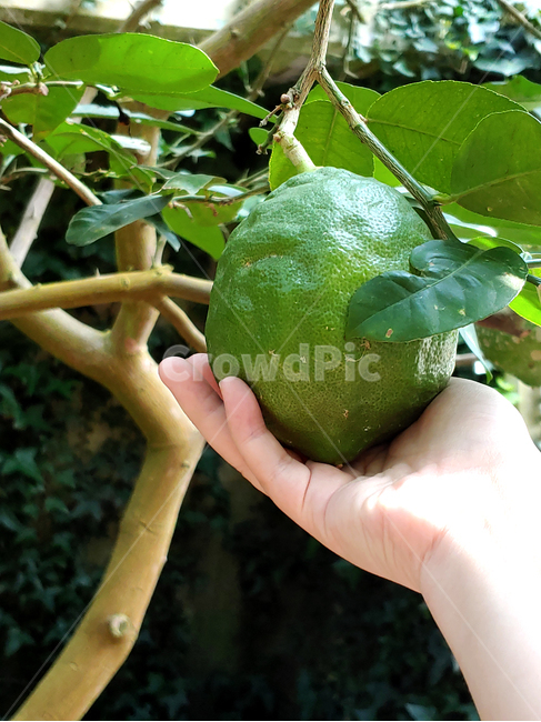 citrusfruit,감귤류과일,plant,식물,grapefruit,음식,food,과일,fruit,그레이프프루트,produce,인간,human,사람,person,손,팔