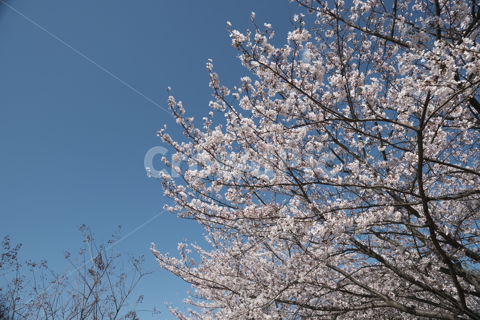 벚꽃,plant,식물,blossom,꽃,봄,하늘