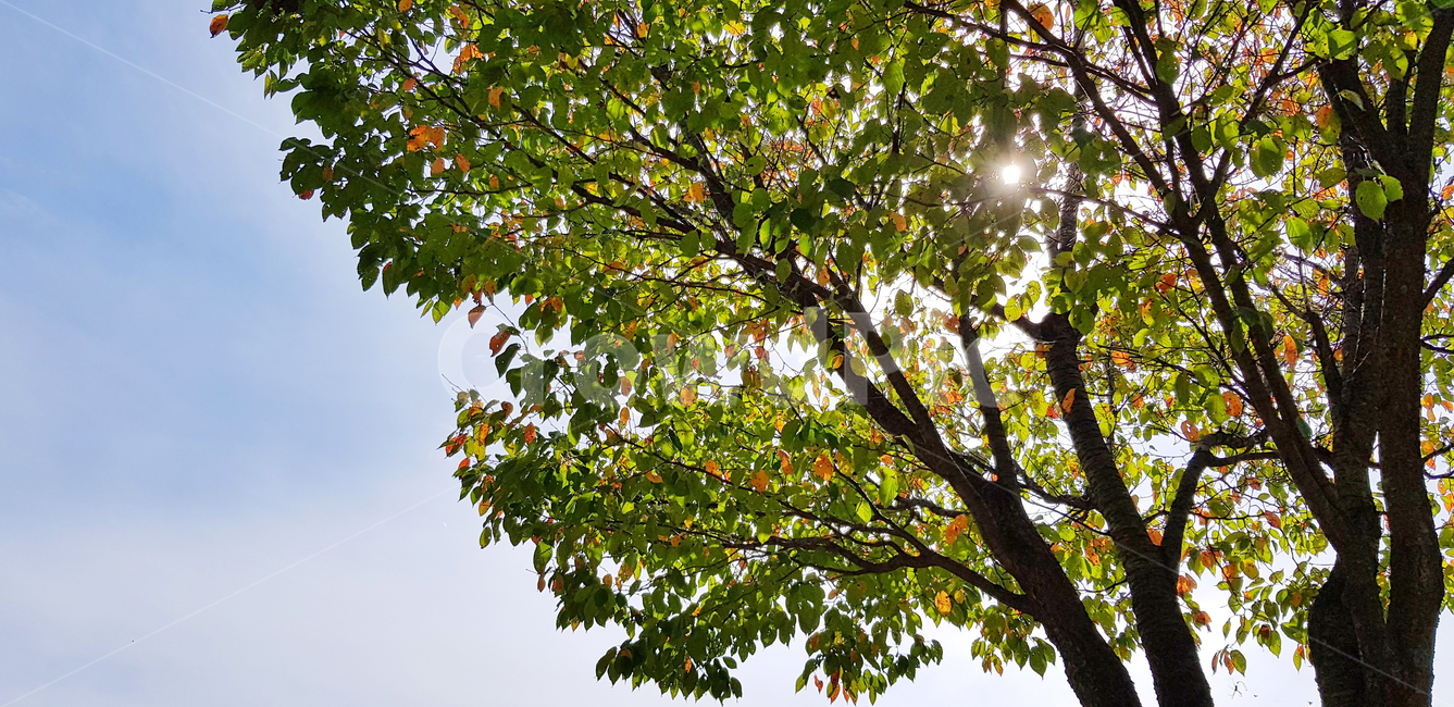 낙엽,단풍,나무,자연,빛,식물,maple,노을,햇빛,가을,계절,fall,autumn,season,flare,플레어,light,plant,tree,tree trunk,나무 줄기