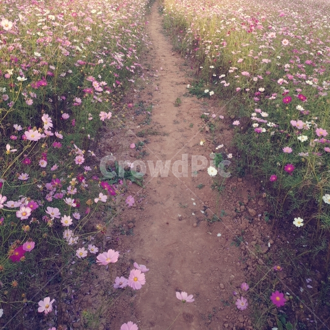 꽃잎,꽃,flower,식물,가을,코스모스,꽃길