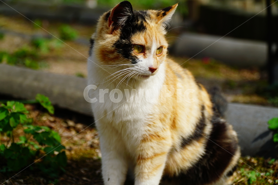 고양이,길고양이,동물,포유류,cat,animal,야옹,냐옹,야옹이,냐옹이,삼색고양이,4월,봄,april,spring,풍경,landscape,alleycat,짐승,식물,꽃밭,화단,동물,animal,포유류,mammal,고양이,cat,kitten,kitty