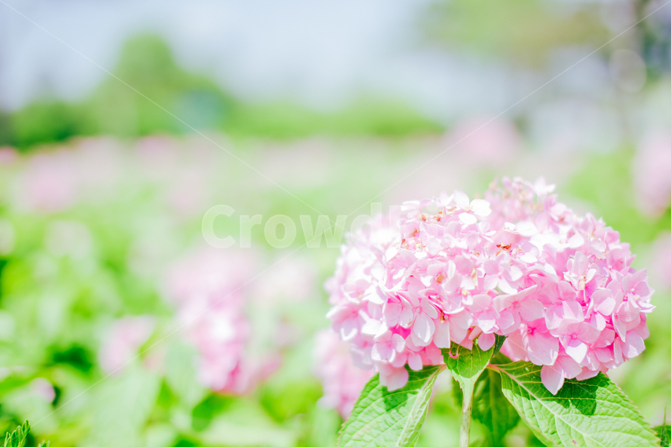 꽃,자연풍경,여름,식물,수국,맑음,여름꽃,감성사진,색감,휴식,flower,summer,view,nature,emotional,feeling,scenery,식물,자연,plants,nature,꽃,flower,감성,sensible,feeling