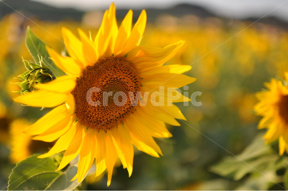 해바라기,꽃,노란색,식물,기다림,감성,노을,식물,자연,plants,nature,꽃,flower