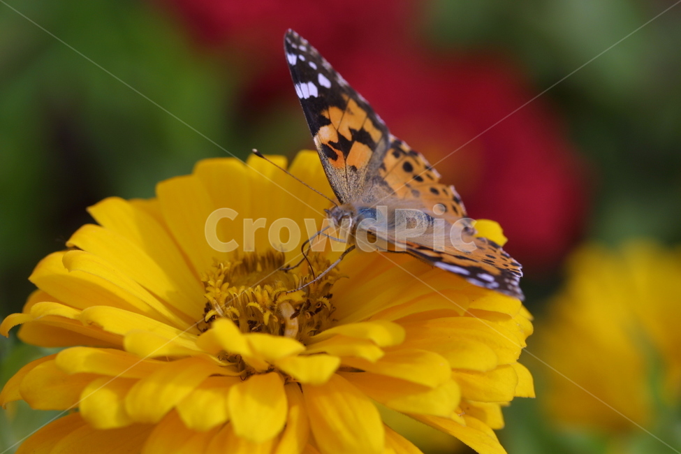 꽃,나비,자연,접사,노랑색,식물,자연,plants,nature,꽃,flower,동물,animal,곤충,벌레,insect,bug