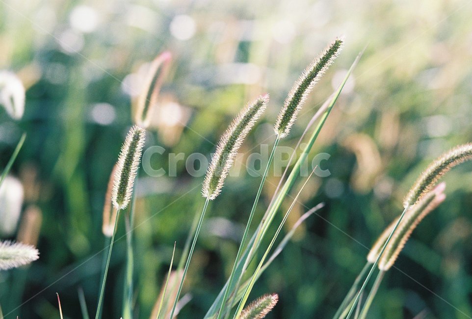 plant,식물,강아지풀,greenfoxtail,삼락생태공원