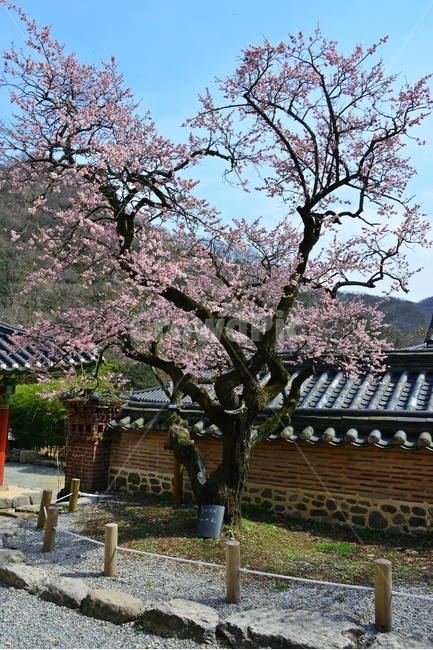 plant,식물,blossom,flower,꽃,장성,백양사,고불매,매화,홍매화,지붕,사찰,절,자연,경치,경관,매화나무