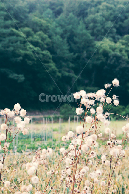 자연,풍경,시골,잡초,들녘,식물,전원,풀,청량