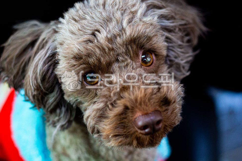 강아지,반려견,댕댕이,멍멍이,갈색,토이푸들,개코,강아지코,poodle,푸들,animal,동물,pet,애완동물,dog,포유류,개