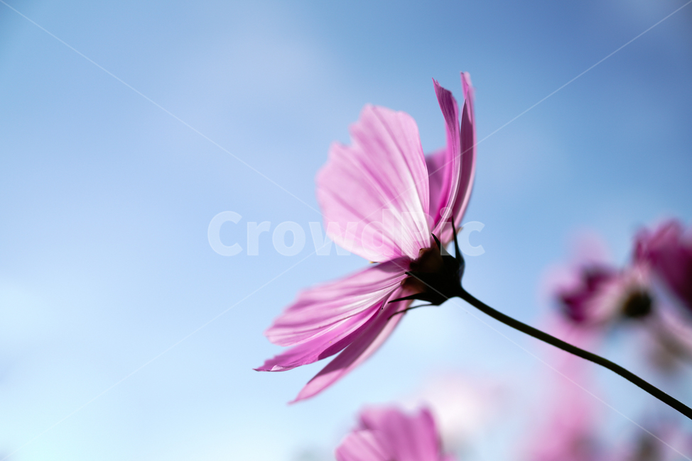 가을,코스모스,하늘,자연,꽃,autumn,cosmos,nature,sky,flower,가을,계절,fall,autumn,season,식물,자연,plants,nature,꽃,flower,plant,daisy,데이지,daisies,blossom