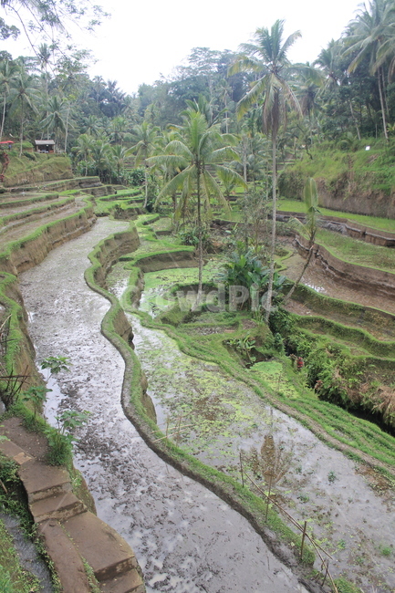 인도네시아,발리,indonesia,bali,hindu,nature,자연,계단식논,논,ricefield,ricefields,ricefieldsterrace,농업,농사,agriculture,farming,farming industry