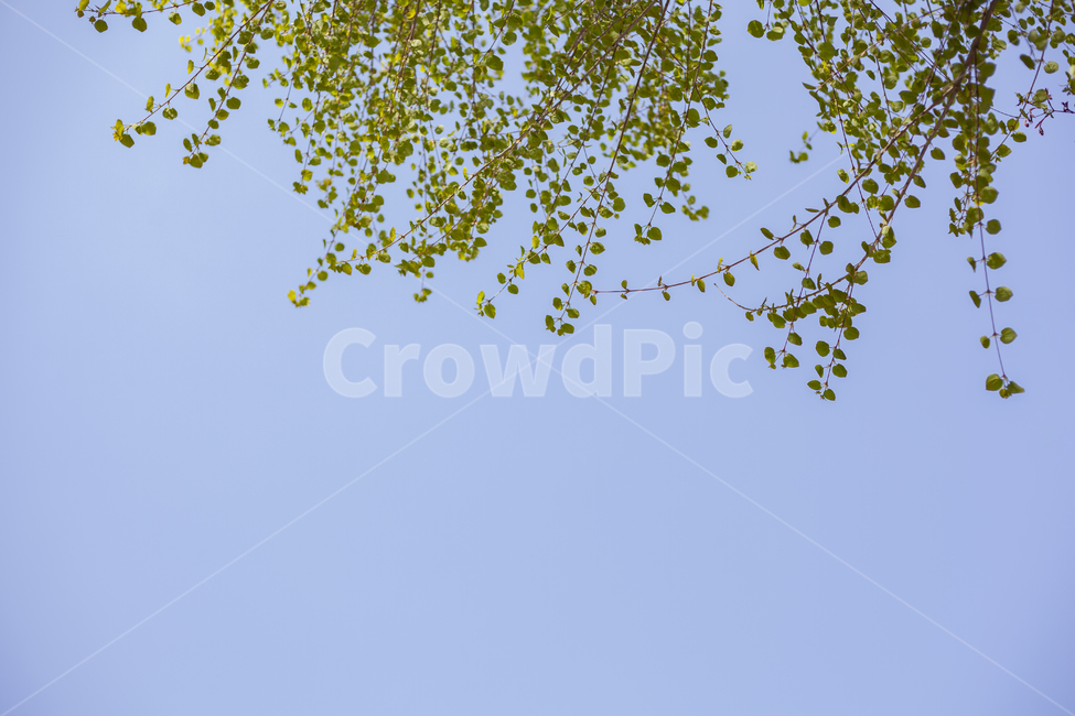 파란하늘,나뭇가지,나뭇잎,자연배경,하늘색,초록색,자연,풍경,nature,landscape
