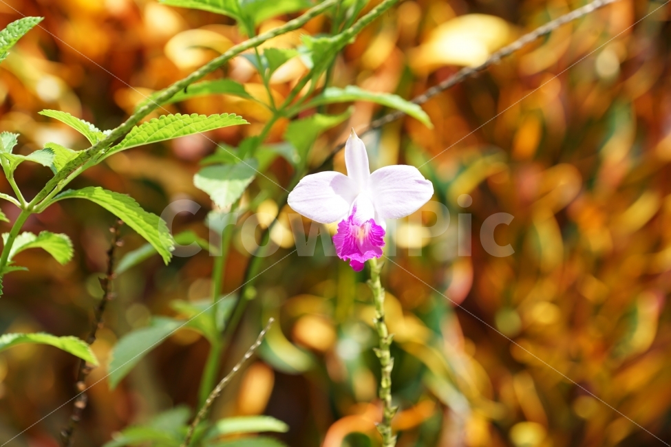 꽃,서양난,왈링왈링,국화,피지,식물,자연,plants,nature,꽃,flower