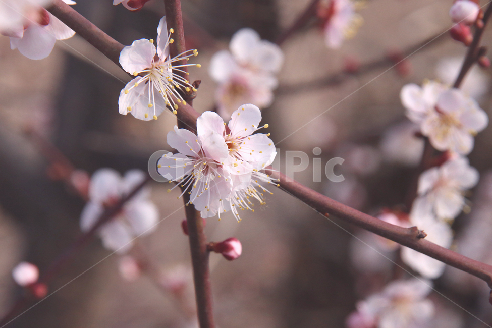 매화,꽃,매화꽃,감성,봄날,봄,자연,spring,flower,봄,계절,spring,season,식물,자연,plants,nature,꽃,flower,plant,blossom