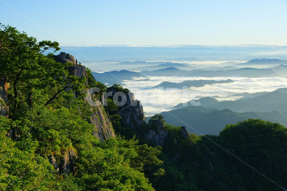 대둔산,운해,신록,구름,안개,소나무,완주군,자연,풍경,nature,landscape,한국자연풍경,한국자연경관,korea nature landscape,outdoors,옥외,cliff,낭떠러지