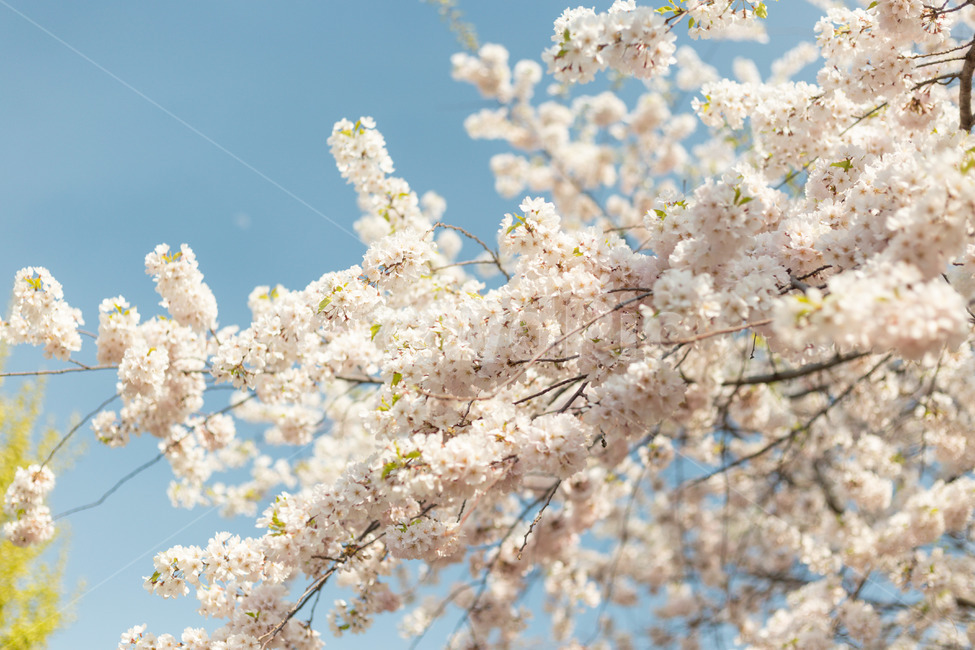 벚꽃,꽃,봄꽃,봄,하늘,봄,계절,spring,season,plant,식물,flower,blossom