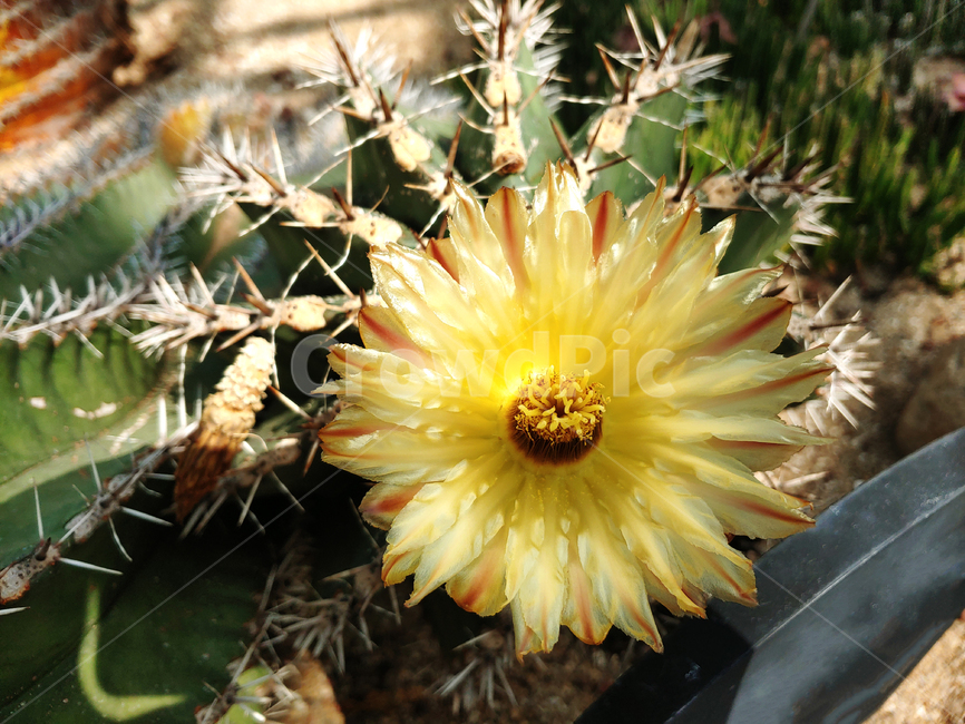 plant,식물,cactus,선인장,선인장꽃,꽃,식물원,숲,노란꽃