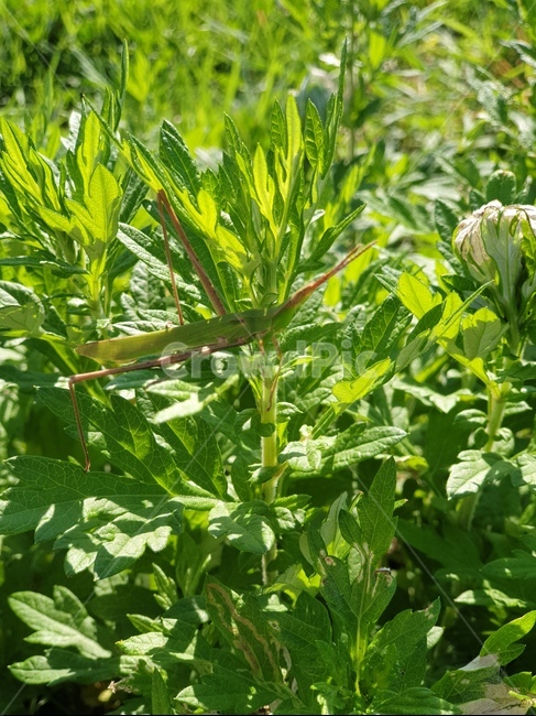 메뚜기,여름,가을,곤충,grasshopper,잎,허벌,들판,파종기,herbal,bug,vase,식물,화분,pottedplant,bush,jar,leaf,식물,자연,plants,nature,곤충,벌레,insect,bug