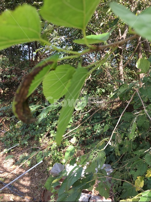 나무,나뭇잎,뽕나무잎,식물,자연,풍경,산
