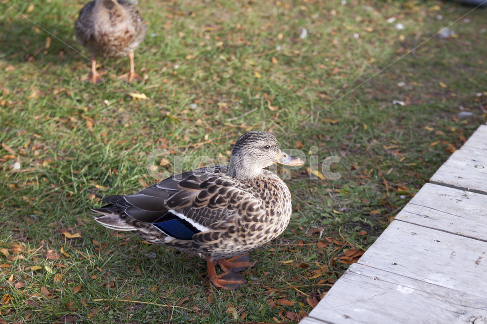 오리,새,동물,공원,잔디,동물,animal,조류,새,birds