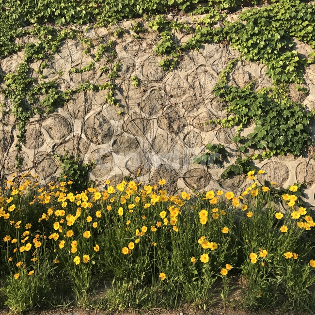 꽃,노랑,돌담,산책,청량,Flower,Yellow,식물,자연,plants,nature,꽃,flower