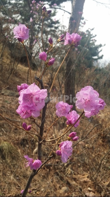 봄,꽃,분홍,spring,flower,식물,자연,plants,nature,꽃,flower