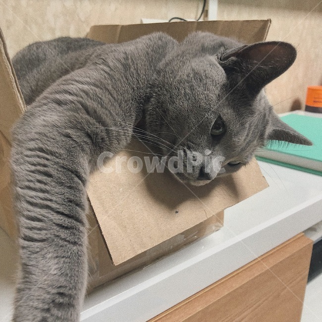 고양이,박스,회색고양이,고양이습관,고양이행동,동물,animal,포유류,mammal,고양이,cat,kitten,kitty