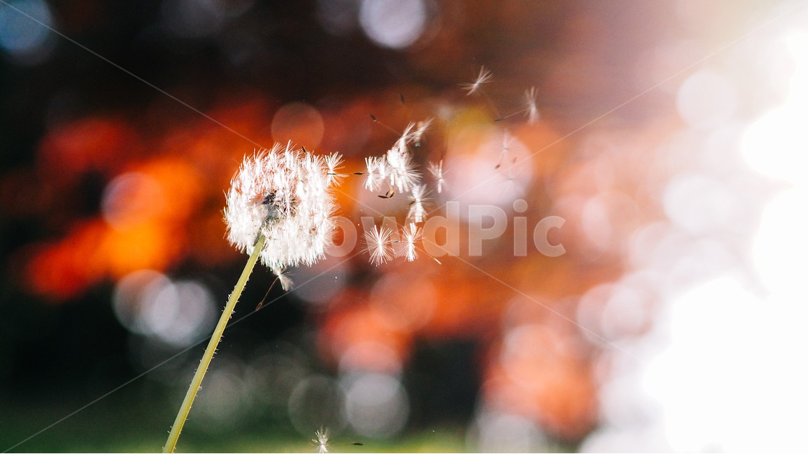꽃,식물,감성사진,자연풍경,봄,봄,계절,spring,season,식물,자연,plants,nature,꽃,flower,감성,sensible,feeling,휴식,힐링,rest,relaxation,healing,plant
