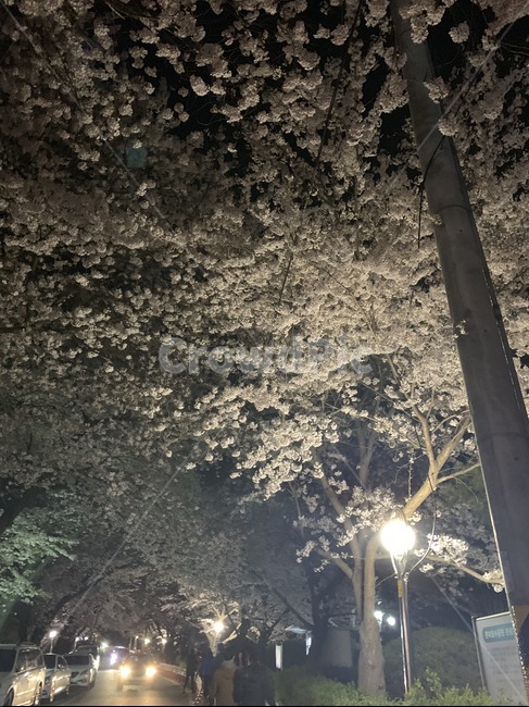 밤,산책,밤산책길,봄,벚꽃,식물,자연,plants,nature,꽃,flower