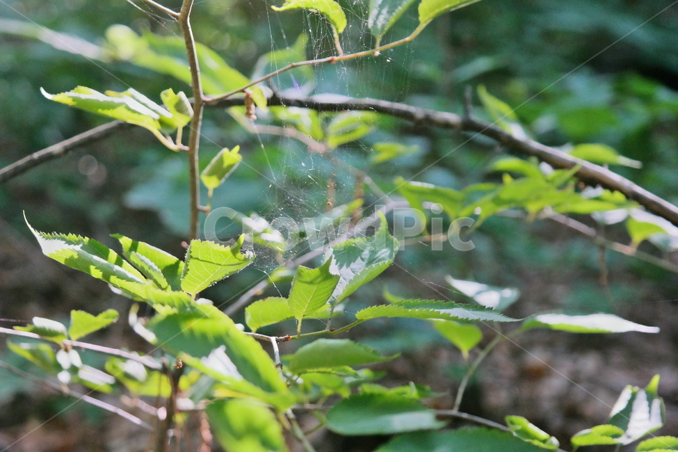 숲속,자연,곤충,거미,거미줄,곤충,벌레,insect,bug