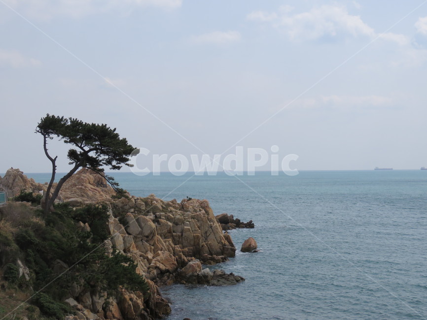 울산,대왕암,대왕암공원,바다,바위,소나무,절경