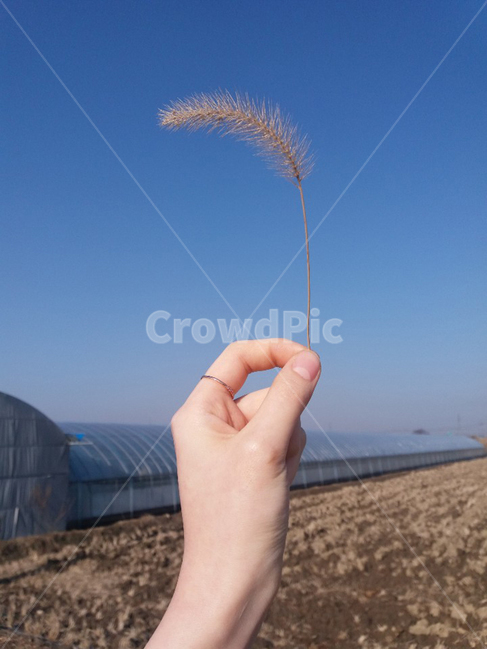 강아지풀,하늘,손,시골,푸른하늘,여자손,식물,자연,plants,nature,사람,인물,인간,human,person,신체일부,몸,body,감성,sensible,feeling