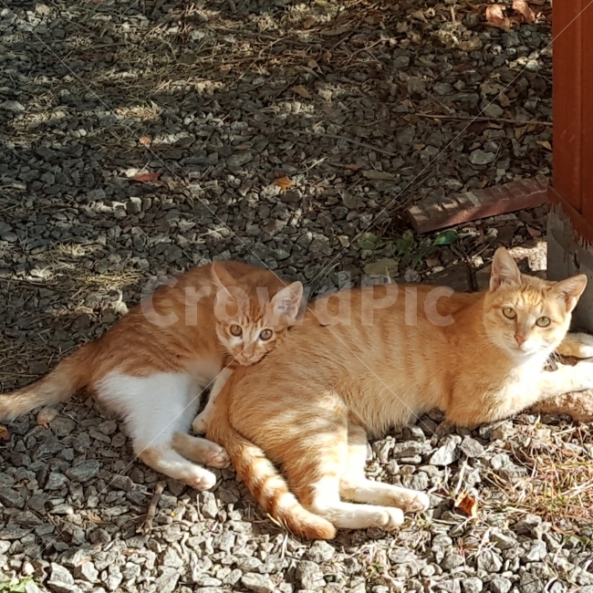 고양이,동물,자연,힐링,가을,길냥이,반려묘,반려동물,전원,전원주택,전원생활,nature,animal,cat,동물,animal,포유류,mammal,고양이,cat,kitten,kitty,가족,패밀리,family