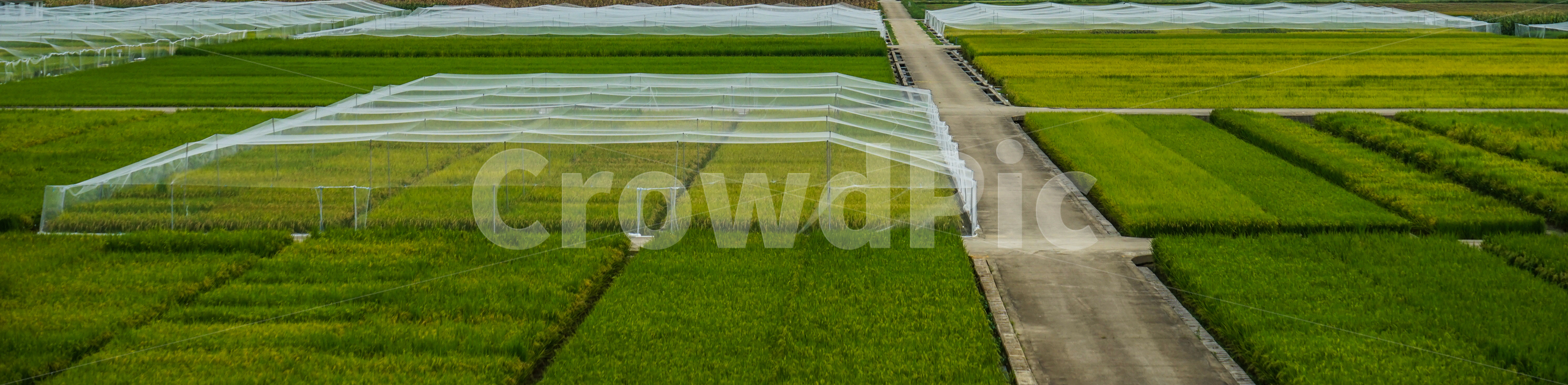 논,벼,벼농사,그물망,농사,곡식,곡류,자연,풍경,산업,industry,industrial,농업,농사,agriculture,farming,farming industry