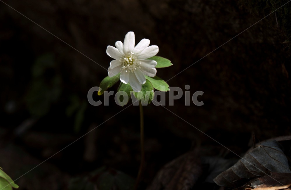 야생화,봄야생화,봄꽃,꿩의바람꽃,바람꽃,flower,식물,자연,plants,nature,꽃,flower