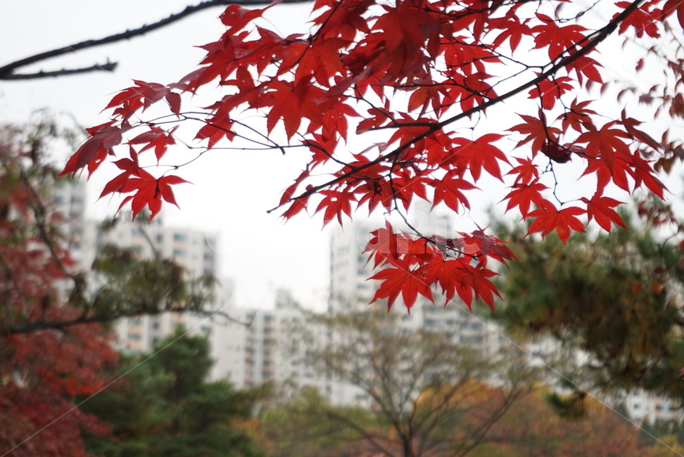 단풍,가을,단풍나무,fall,leaf,단풍놀이,tree,가을,계절,fall,autumn,season,잎,plant,식물,나무