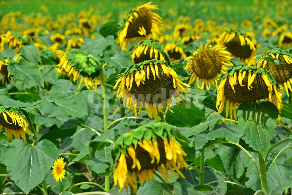 plant,식물,flower,blossom,꽃,sunflower,해바라기,날씨,해남,마산,간천지,간척지해바라기밭,해바라기밭,마산해바라기밭