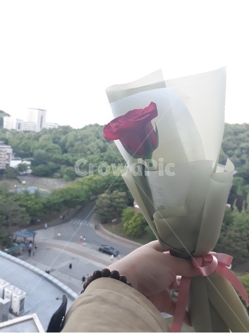 성년의날,장미,여름,자연,나무,풀,기숙사,rose,붉은색