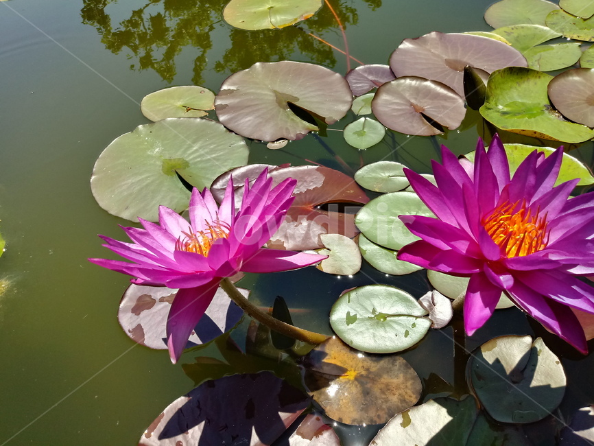 수련,다년생초본식물,수생식물,이판화,쌍자엽식물,자우련,waterlily