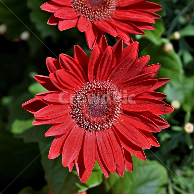 bloom,colorful,floral,flower,gardenflowers,happymind,life,nature,plant,spring,봄,정원,가드닝,원예,원예식물,화려,식물,꽃,garden,scent,healing,red,붉은색,암술,수술,꽃잎,자연