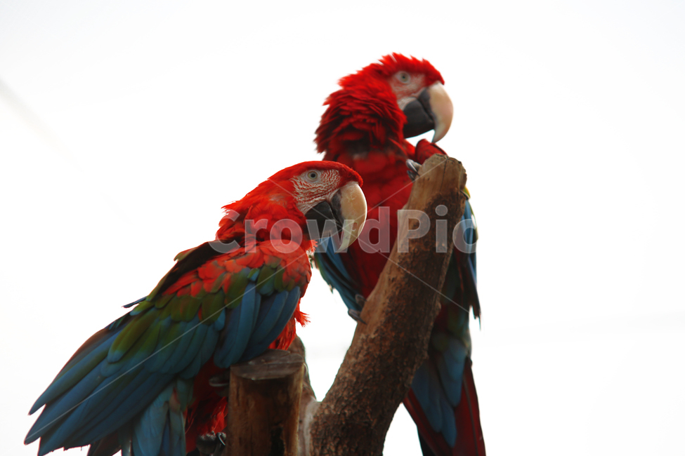 동물,bird,앵무새,한쌍,animal,동물,animal,조류,새,birds