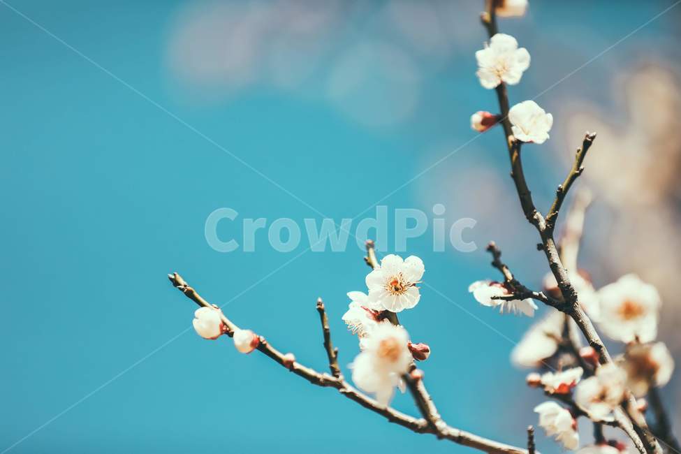 plant,식물,flower,blossom,spring,봄,twig,나뭇가지