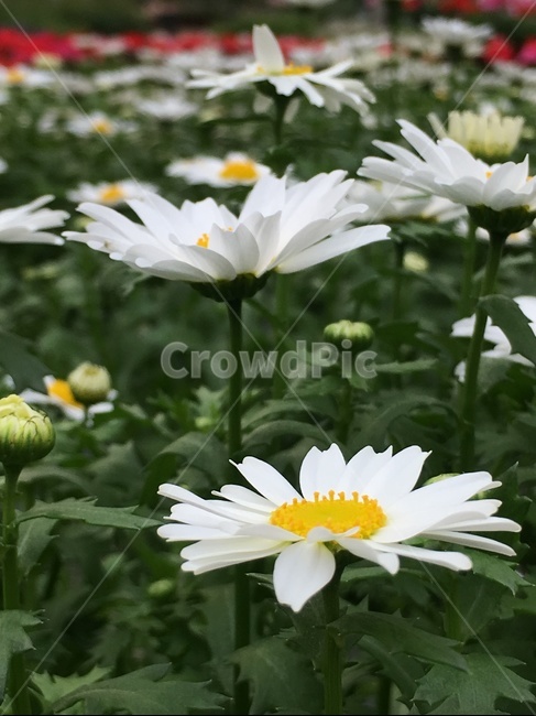 꽃,화초,초화화,봄,목마가렛,식물,자연,plants,nature,꽃,flower
